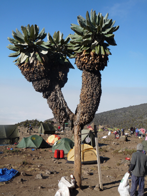 Giant Groundsel